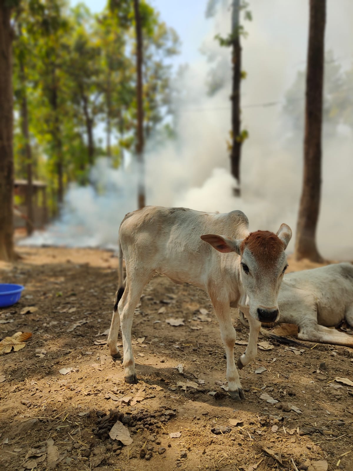 Kids at Gaushala